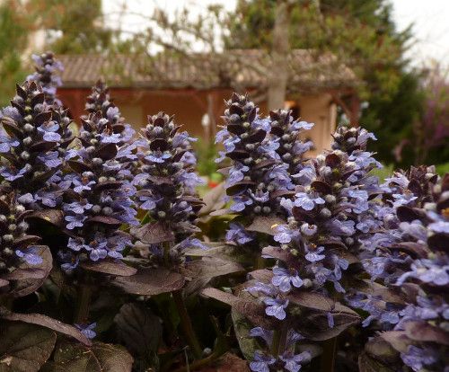 10 Plants D'ajuga Pourpre