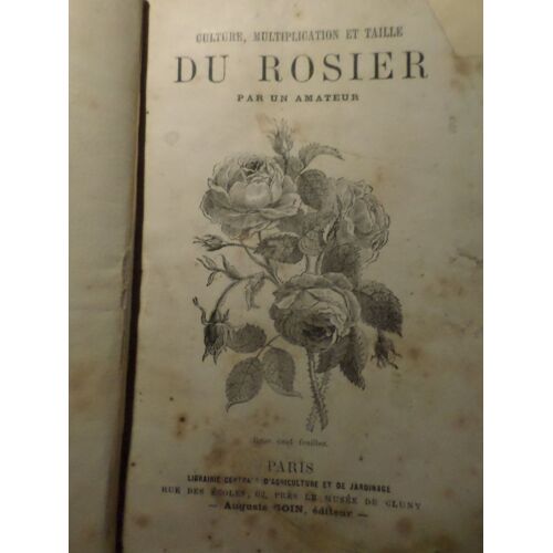 Culture , Multiplication Et Taille Du Rosier Par Un Amateur