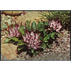 Danemark Carte Postale Postcard Physoplexis Phyteuma Comosum Jardin Botanique De Copenhague