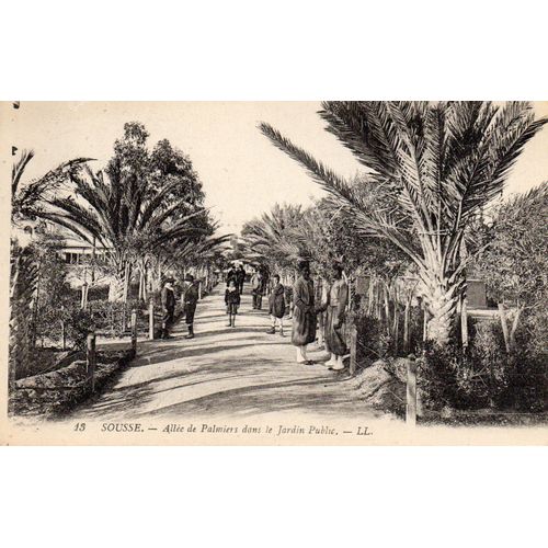 Carte Postale Milieu Xx Eme Siecle N° 13 - Sousse - Tunisie Allee De Palmiers Dans Le Jardin Public - Non Ecrite -