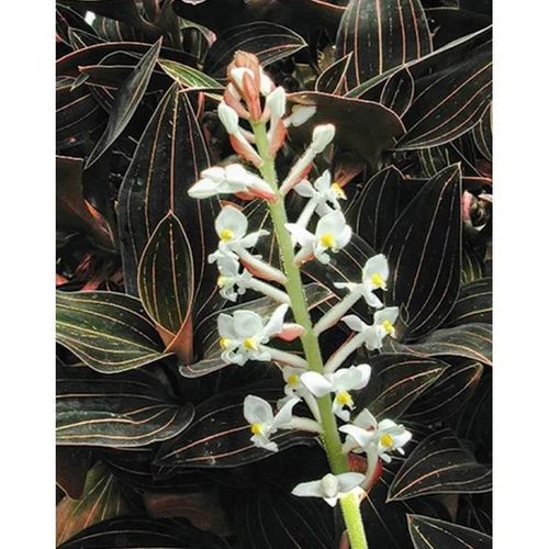 1 PIANTA DI LUDISIA DISCOLOR ORCHIDEA GIOIELLO VASO 12CM