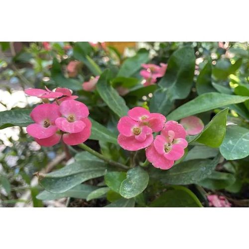 1 PIANTA EUPHORBIA MILII IN VASO DA 22CM, PIANTE DA ESTERNO E INTERNO, PERENNE, FIORI DA BALCONE