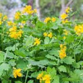 Chelidonium (Herbe À Verrue), 20 Graines