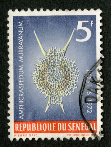 Timbre Oblitéré République Du Sénégal, Amphicraspedum Murrayanum, 5 F, Postes, 1972