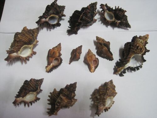 Coquillages De Madagascar