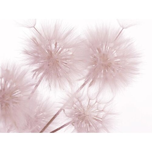 Flowers Closeup, Photo Murale Intissée, 360x270 Cm, 4 Parts - Enfants