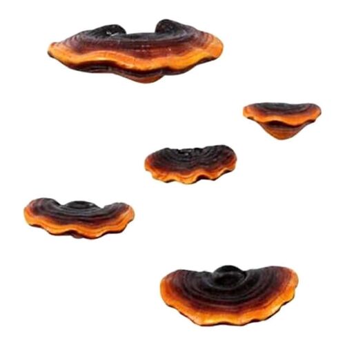 Lot de 5 champignon étagère décoration murale petite étagère murale pour chambre à coucher en résine champignon Decor flottant étagère