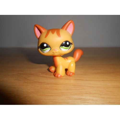 Petshop Chat Maine Coon N° 1137