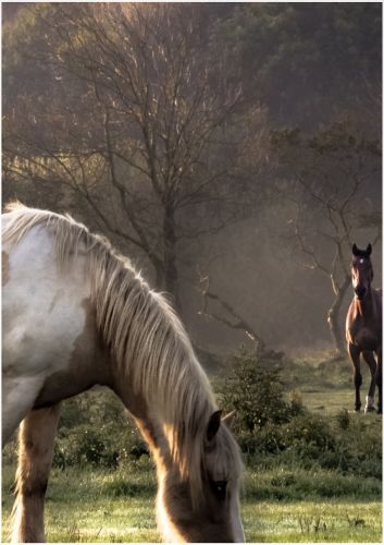 Gs Cadre Plexi 21x29 Cm Chevaux