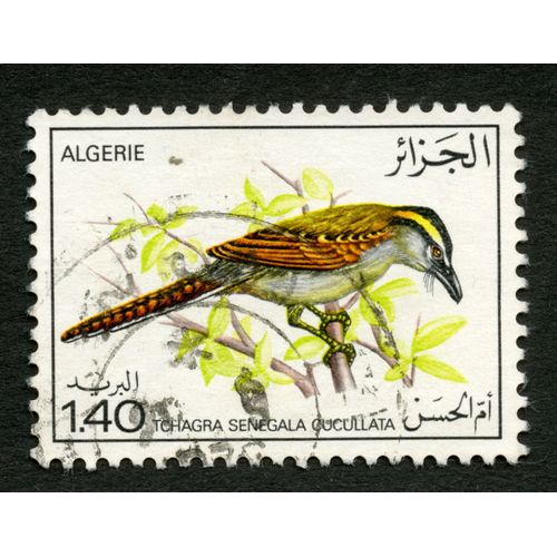 Timbre Oblitéré Algérie, Tchagra Senegala Cucullata, 1.40