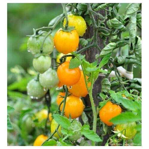 25 Graines De Tomate Cerise Jaune Gold Nugget Méthode Bio Seeds Plantes Légumes