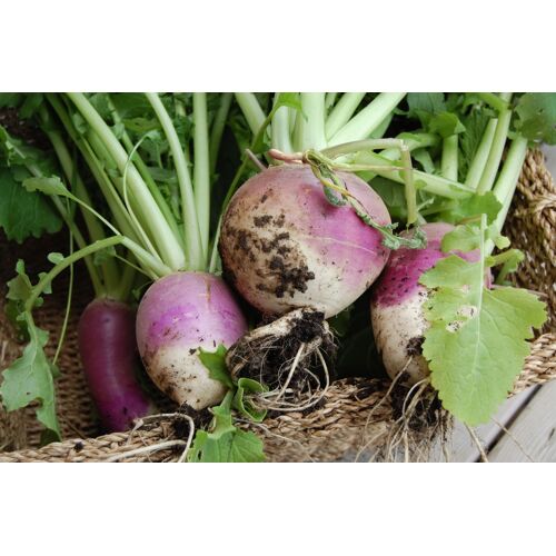 120 Graines De Rutabaga Violet Americain Méthode Bio Seeds Légumes Ancien Potage