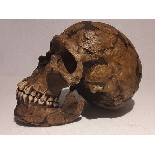 Moulage Fossile Crane Qafzeh 9 Homo Sapiens Archaîque