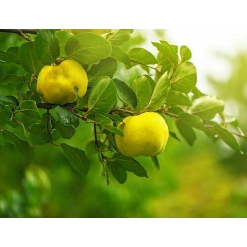 20 Graines De Cognassier Méthode Bio Coing Arbre Fruitier Potager Permaculture
