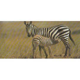 Carte "Merveilles Du Monde" N° 285 : Le Petit Zèbre