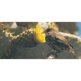 Carte "Merveilles Du Monde" N° 497 : Le Pinson De Darwin