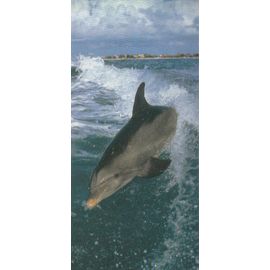 Carte "Merveilles Du Monde" N° 517 : Le Dauphin