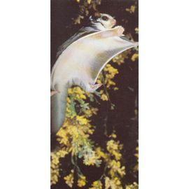 Carte "Merveilles Du Monde" N° 560 : Le Phalanger Volant