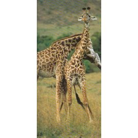 Carte "Merveilles Du Monde" N° 488 : La Girafe