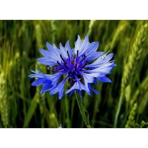 150 Graines De Bleuet Méthode Bio Seed Jardin Fleur Mellifère Semence
