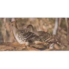 Carte "Merveilles Du Monde" N° 271 : Le Leipoa