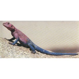 Carte "Merveilles Du Monde" N° 541 : L'agame