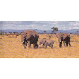 Carte "Merveilles Du Monde" N° 287 : L'éléphanteau