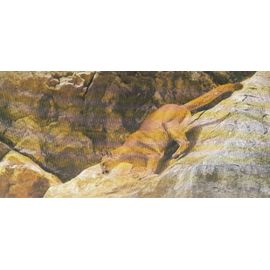 Carte "Merveilles Du Monde" N° 337 : Le Puma