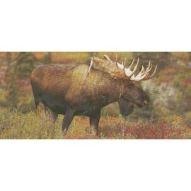 Carte "Merveilles Du Monde" N° 363 : L'élan