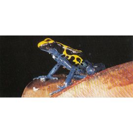 Carte "Merveilles Du Monde" N° 522 : Les Dendrobates