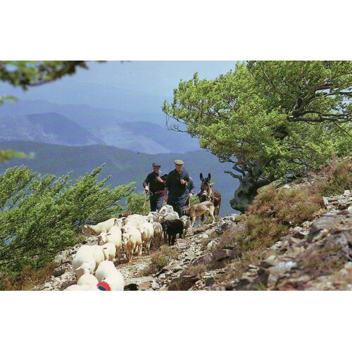 Carte Postale ... En Cevennes ... Transhumance Sur La Draille - Photo J. Bras- Editions Meridionales