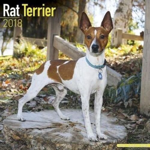 Rat Terrier 2018