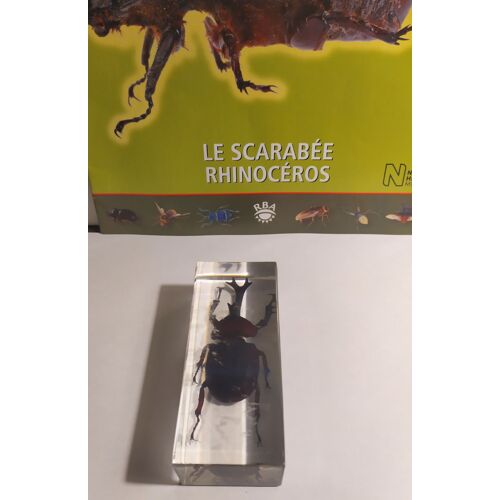 Collection "Authentiques Insectes" N°5 : Le Scarabée Rhinocéros"