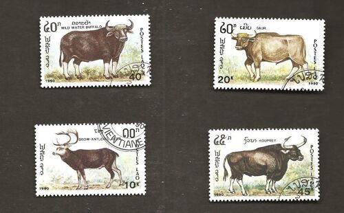 Ruminants