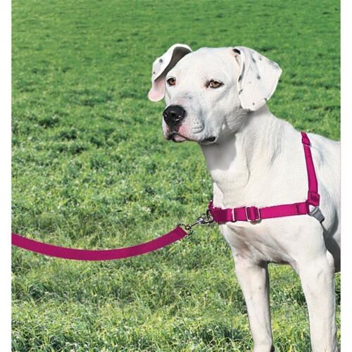 Easy Walk Harnais M - Framboise - Pour Chien