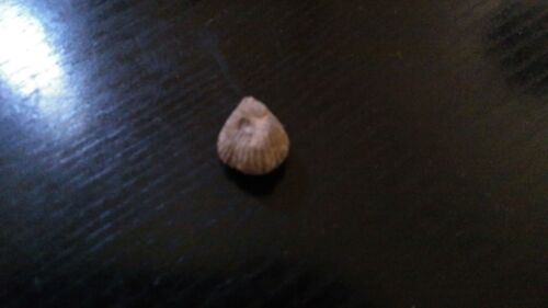 Fossile De Brachiopod