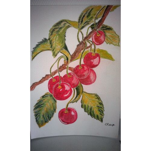 Dessin D'une Branche De Cerises