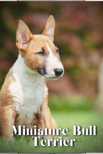 Miniature Bull Terrier: Dog Breed Overview And Guide