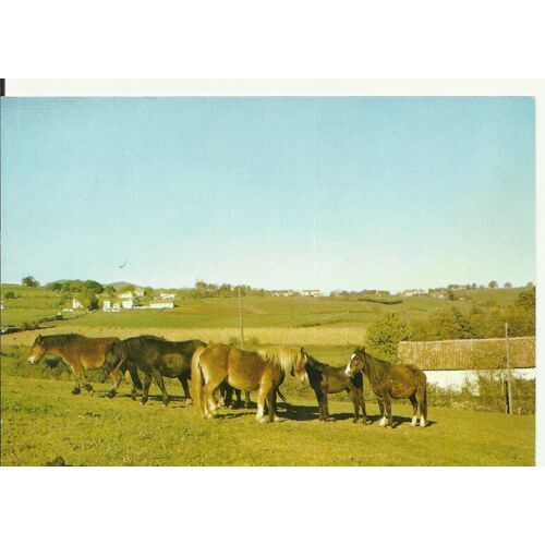 Pottoks Au Pays Basque