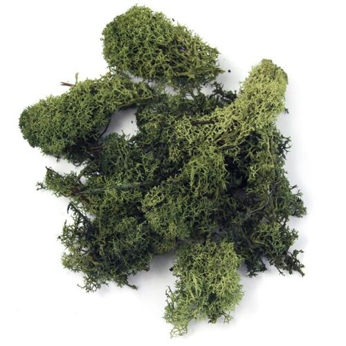 Mousse D'islande, Sachet 1 Kg, Vert Foncé