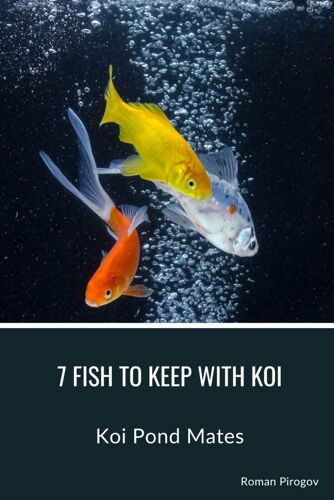 7 Fish To Keep With Koi: Koi Pond Mates