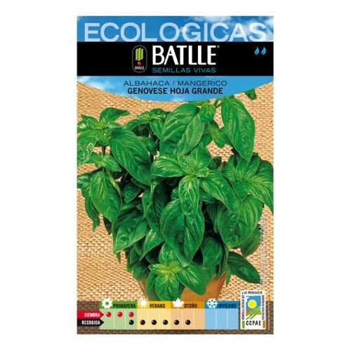 Graines Bio De Basilic Génois Grande Feuille