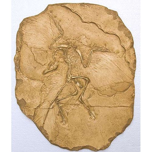 Moulage Fossile Archaeopteryx Reproduction Dinosaure
