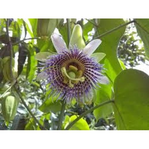 Grenadelle (Passiflora Ligularis) 5 Graines