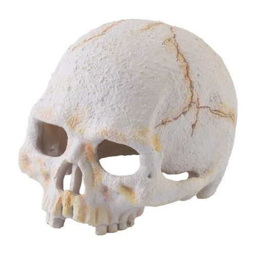 Exo Terra Décoration Crâne De Primate - Pour Terrarium
