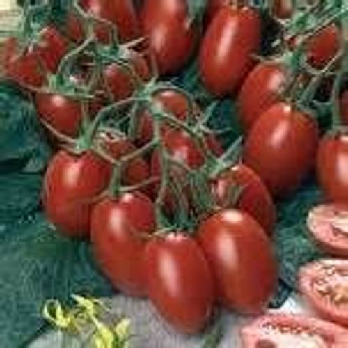 Graines De Tomate Cerise  Coeur De Pigeon Rouge( Bio)