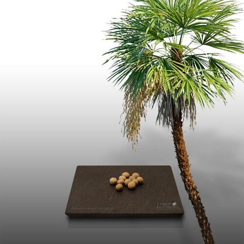 10 Graines À Semer - Le Grenier D'abondance - Palmier Des Everglades - Acoelorrhaphe Wrightii
