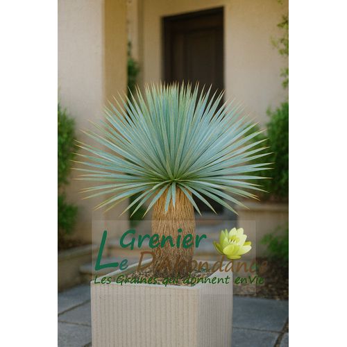 8 Graines À Semer - Le Grenier D'abondance - Yucca Rostrata Gray Green - Yucca Bec-De-Héron Gris-Vert