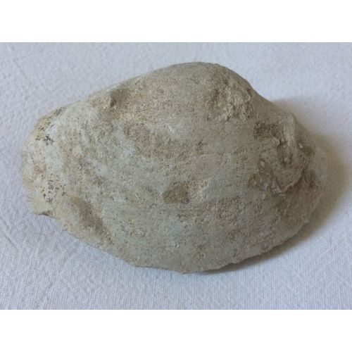 Coquillage Fossile - Clovis 102 Grammes 7,5 Cm X 5 Cm X 2,5 Cm -