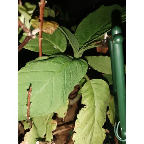 Plante De Trompette Des Anges